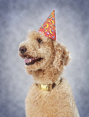 dog wearing party hat
